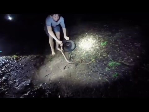 A VENOMOUS CONSTRICTOR CAUGHT - BAREHANDED
