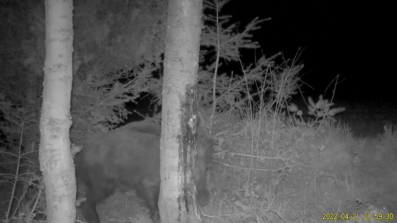 Black Fire Beukenhoutteer lokmiddel