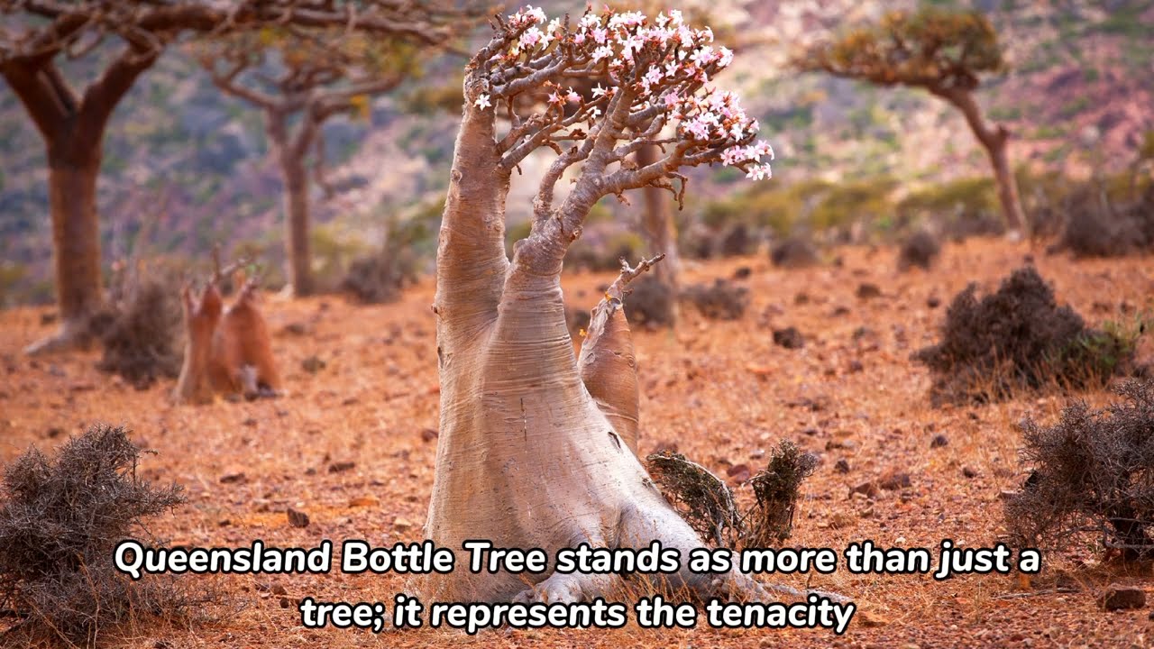 Exploring the Beauty and Significance of the Queensland Bottle Tree