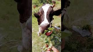 #cow #shortsvideos #bestfeed #cows #babycow #viralshorts #calf #viralvideo #ytshorts #funny #viral