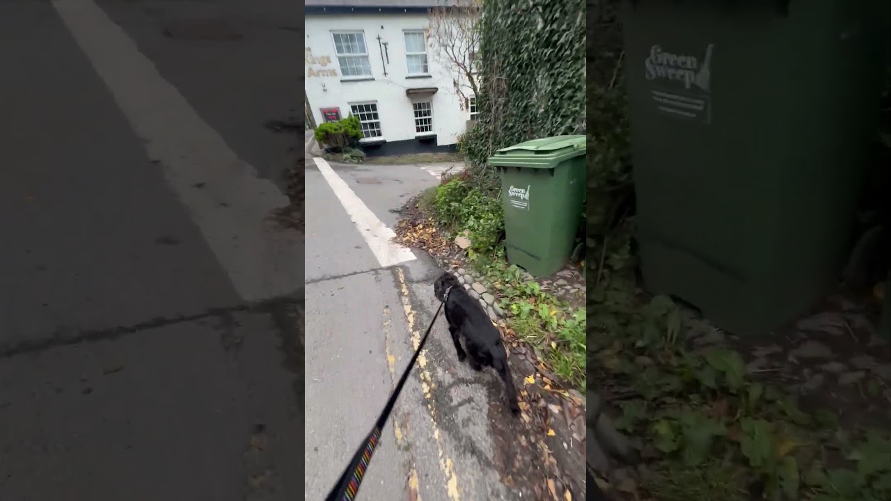 A Casual & Peaceful Autumn 🍂 Countryside Dog 🐶 Walk - BritishGirlExplores 