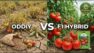 Gibrid F1 Vs Oddiy Urug Qaysi Biri Yaxshi?