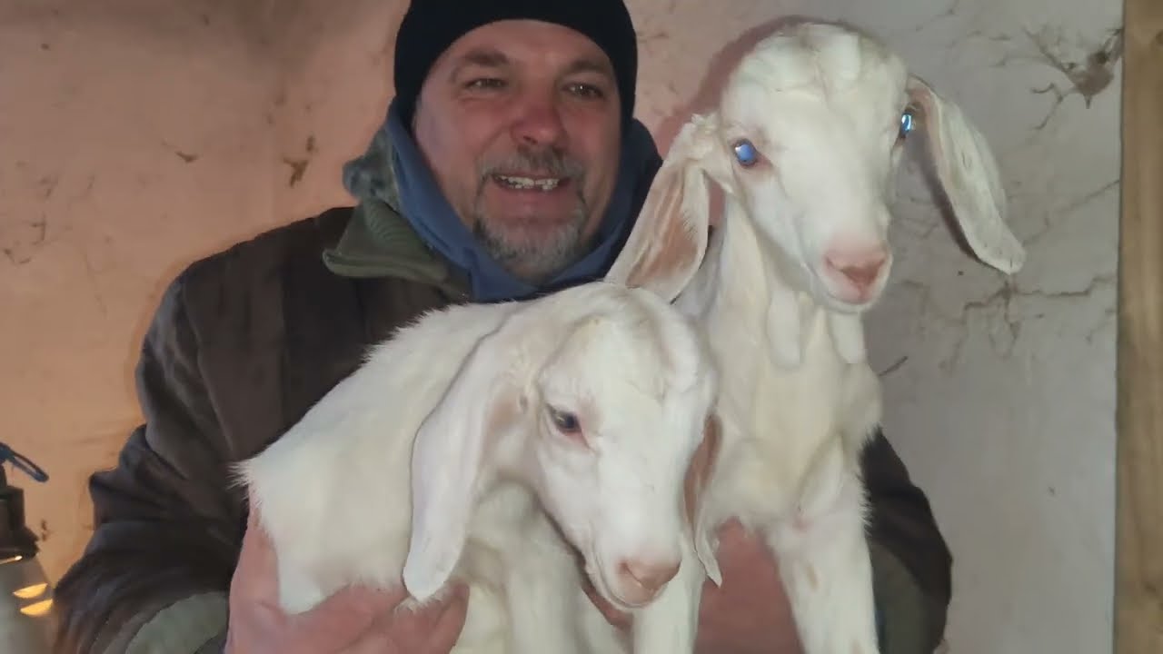 PEȘTE PRĂJIT 🐬ȘI BRÂNZĂ DE CAPRĂ 🐐🐐
