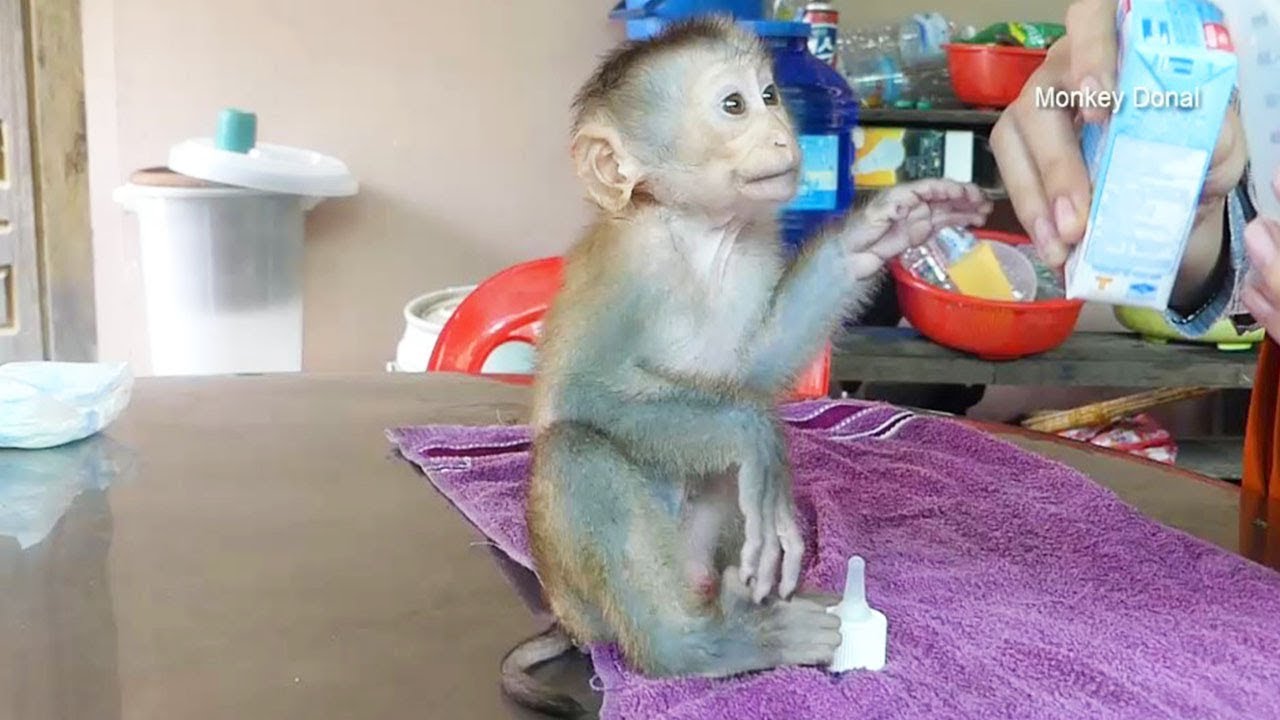 Monkey Baby Donal Sit In Ordinary Waiting Mom Feed Milk