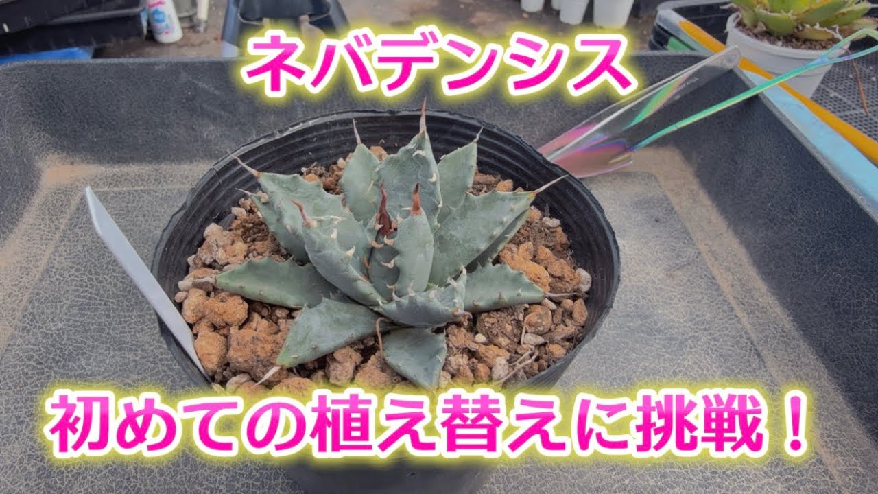 【ネバデンシス】植え替えですぞぉ〜✊✨初挑戦だけに…緊張するわぁ〜🤣✨【アガベ植え替え ￼】