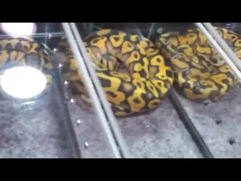 Repticon & Pick Ups 2012: Genius Child Reptiles