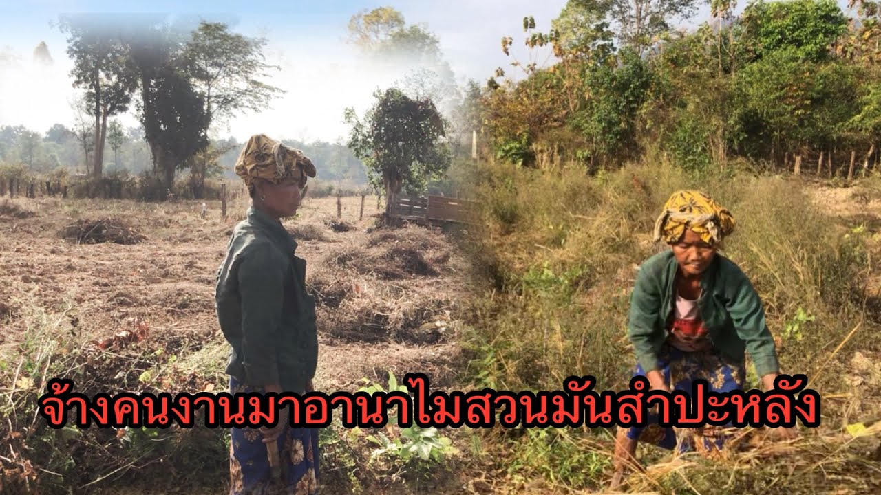 วันนี้ออกมาเบี่งคนงานอานาไมสวนสำปะหลังว่าทำรอดขั้นไหนแลัว