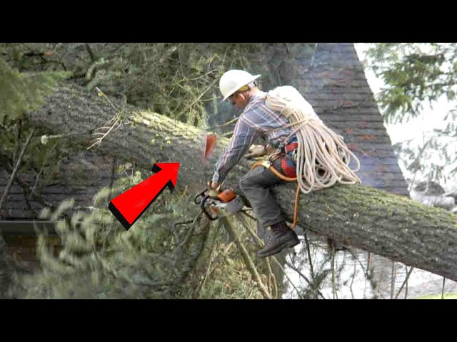 TOP Tree Cutting Fails Compilation & Idiots With Chainsaw ! Dangerous  skills - YouTube
