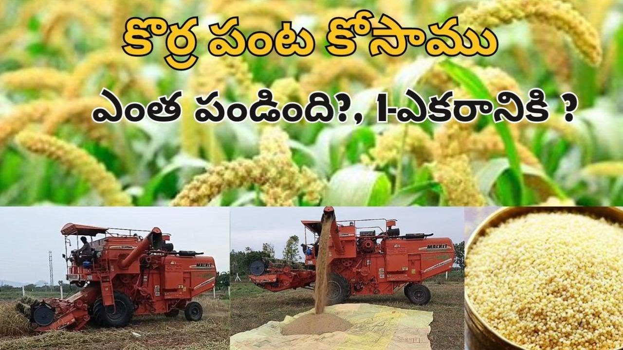 Harvesting Foxtail Millet: A Sustainable and Nutrient-rich Crop | DSR-FARMING-VTP