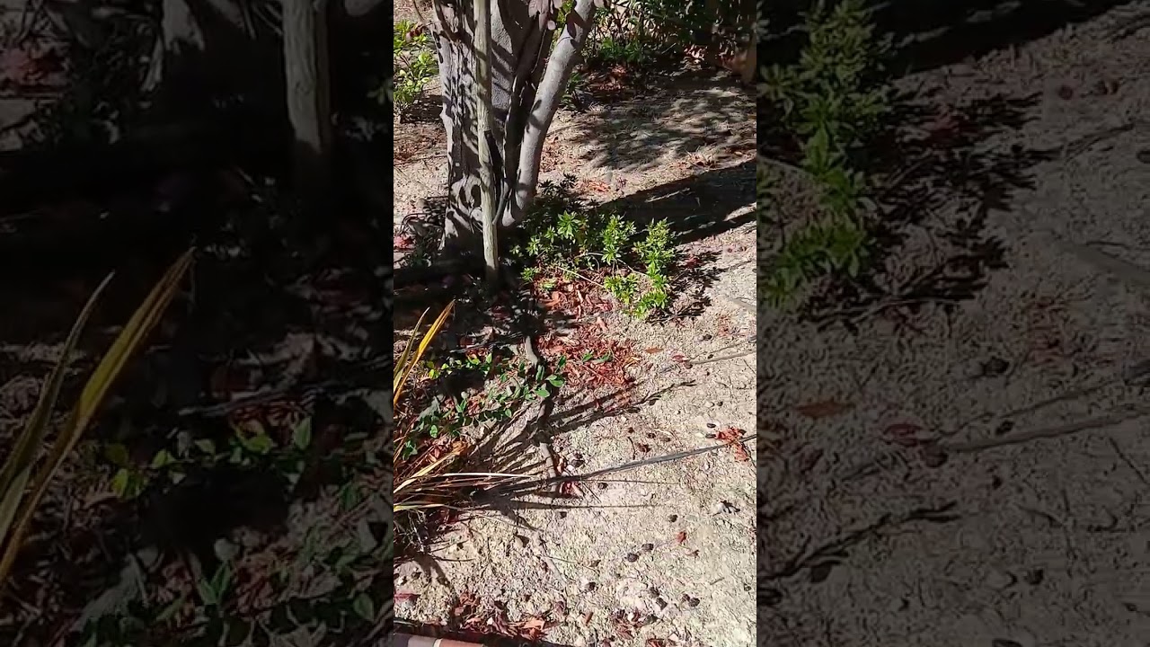 Joint bank account didn't work . Low income + debt makes it tough to get a basic bank account 