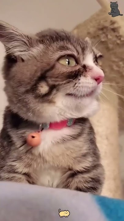 cat-sneezed-in-my-face-cat-cats-cutecat-catliver-catsofttiktok