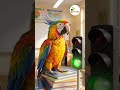 Игра для детей билингвов | Развивающая игра для развития устной речи ребенка-билингва | ГОВОРУН