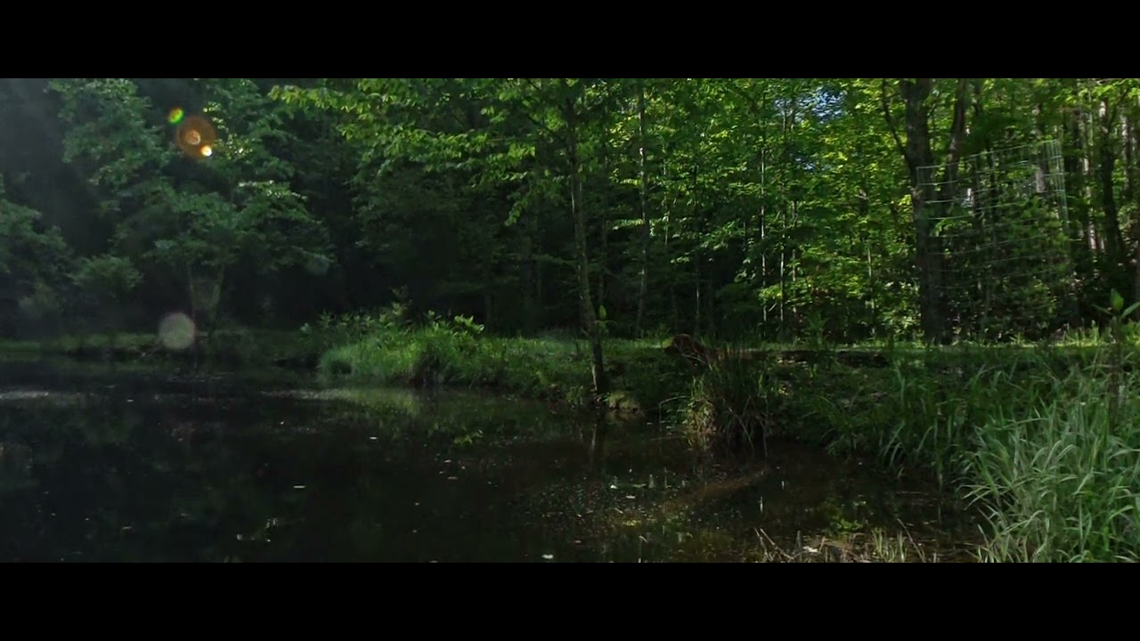 ANARCHY NOW! Why Say,  "Anarchy"?