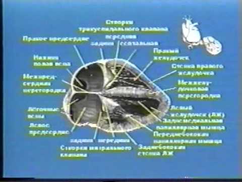 Основы эхокардиографии