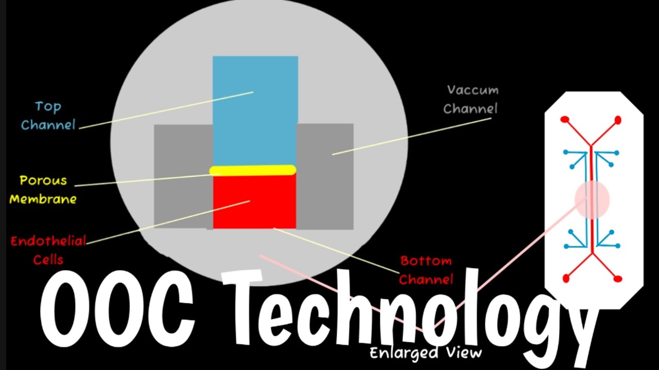 Organ-on-a-chip technology | Microfluidics & 3D Cell Cultures | OOC Technology |