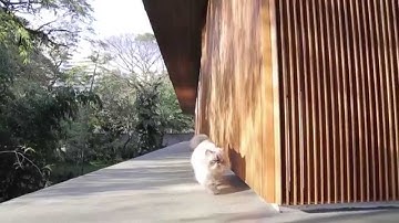 Toblerone House by Studio MK27 through the eyes of a cat