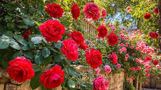 Giardino di rose rosse curative 🌹 Calma il tuo cuore e rilascia delicatamente la tensione emotiva 💗 screenshot 1