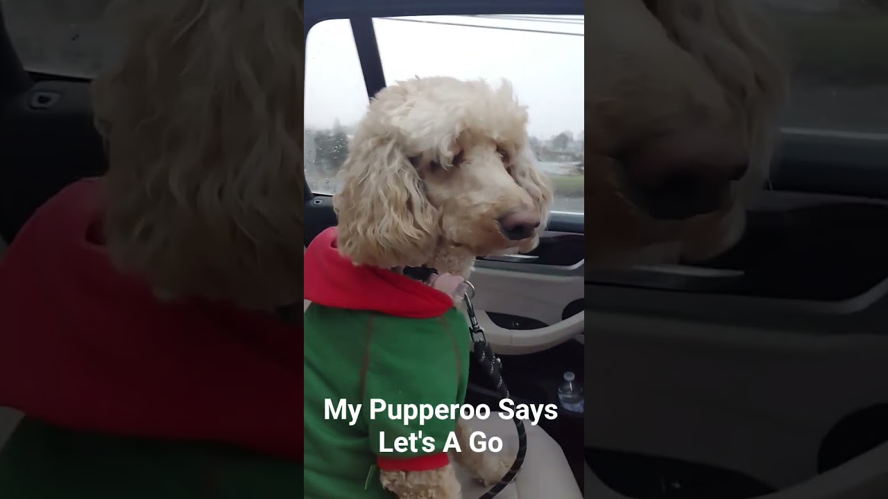 Fusion Gaming 2 Shorts: My Pupperoo Says Let's A Go