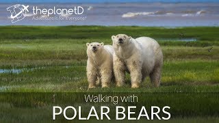 Walking with Polar Bears - Mom and Polar Bear Cubs | The Planet D