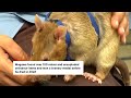 Rat that detected 100 landmines honored by Cambodia statue