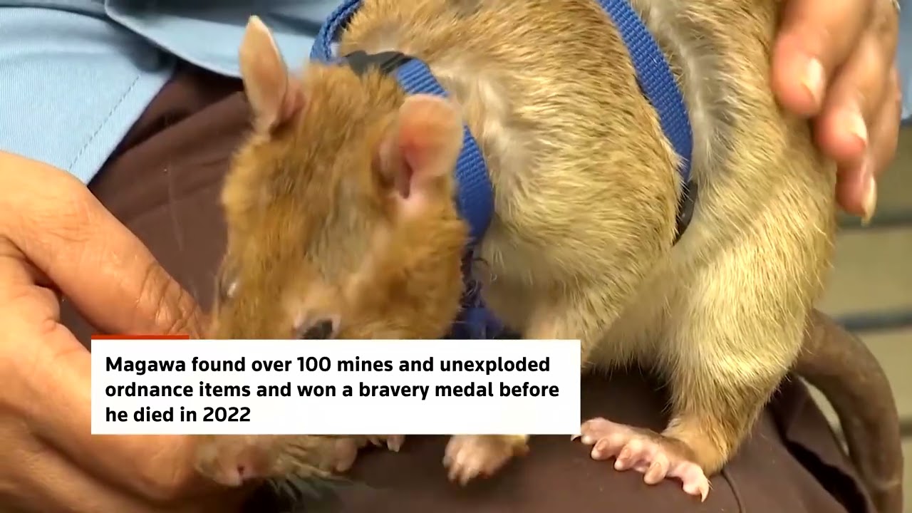 Rat that detected 100 landmines honored by Cambodia statue