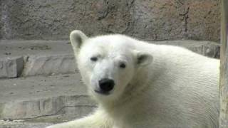 春近いホッキョクグマ舎