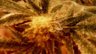 Eradicating spider mites