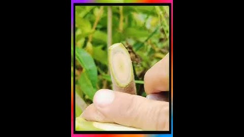 # ghép cây bưởi # công nghệ ghép cành # ghép cành