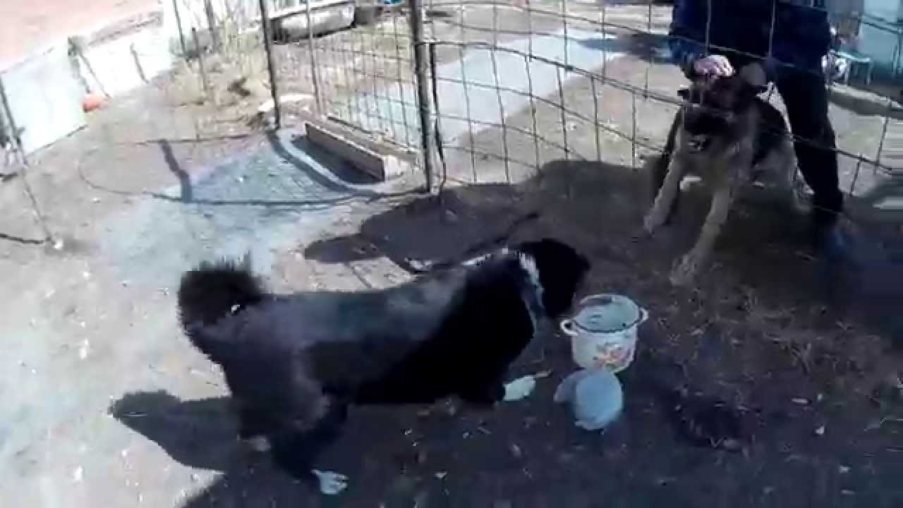 Дружеский файт Нора vs Сарбона - YouTube