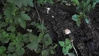 Выращивание грибов в кроличьем навозе