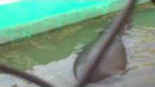 A Hippo Farts You Cant Hear It As Much But Listen Closley