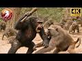 Afrique Sauvage La Grande Bataille De La Planète Des Singes Documentaireanimalier Royaume Sauvage Afrique Sauvage La Grande Bataille De La Planète Des Singes Documentaireanimalier Royaume Sauvage
