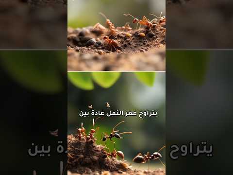 كم يوم يعيش النمل   حقائق النمل النملة حيوانات حشرات عالم الحيوان