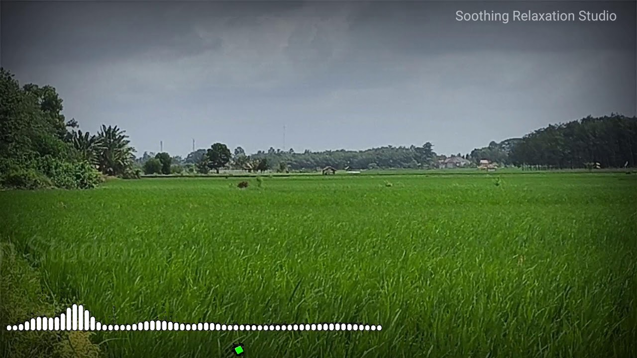 Gentle Focus Music Live | Soft Instrumental for Light Work