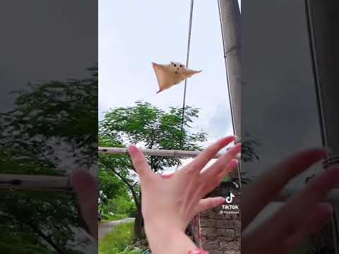 ضحك مع حيونات اليف 