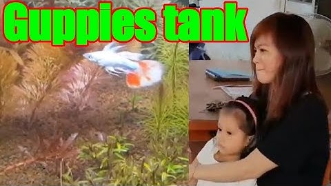 Nuôi cá 7 màu trong thùng xốp - keep Guppies in a bucket |Nhịp sống Mekong