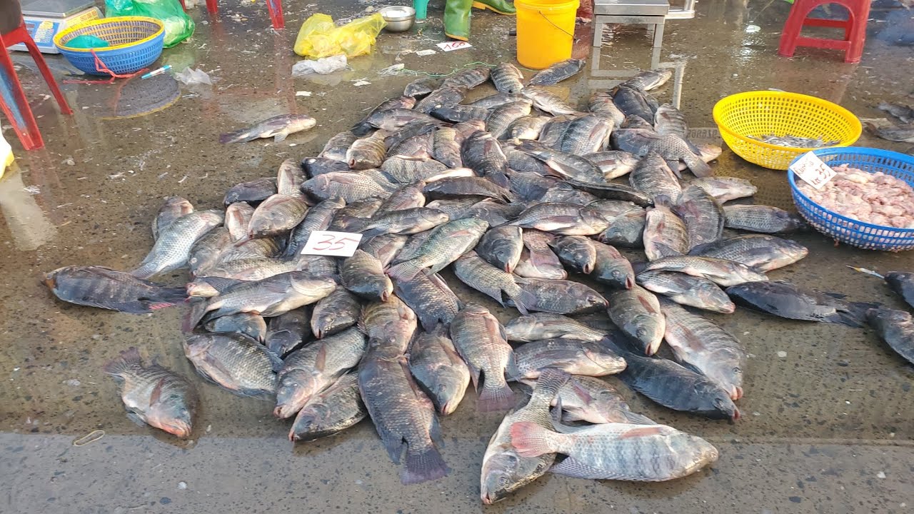 Chợ đầu mối bình điền sáng thứ tư cá phi 35k cá rún 50k cá bớp nhỏ 100k 