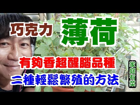 【家庭有菜】超香霸道的「巧克力薄荷」，可吃可喝香氣十足，二種繁殖方法與一個種植禁忌您不能不知道。