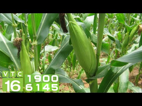 Video Giống ngô sinh khối: Năng suất cao kỷ lục 82 tấn/ha |... - youtube