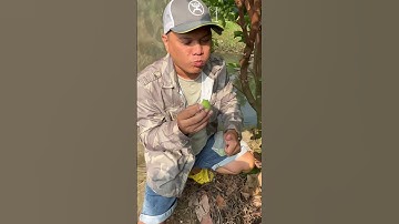 Mận Xanh Đường Sóc Trăng cây đang bông trái