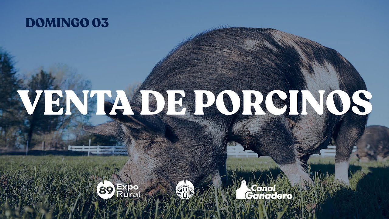 LOS GRANDES CAMPEONES PORCINOS A SUBASTA