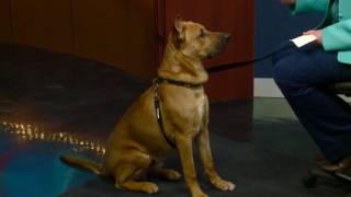 Pet of the Week - Bane