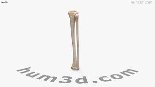 Tibia and Fibula 3D model by 3DModels.org