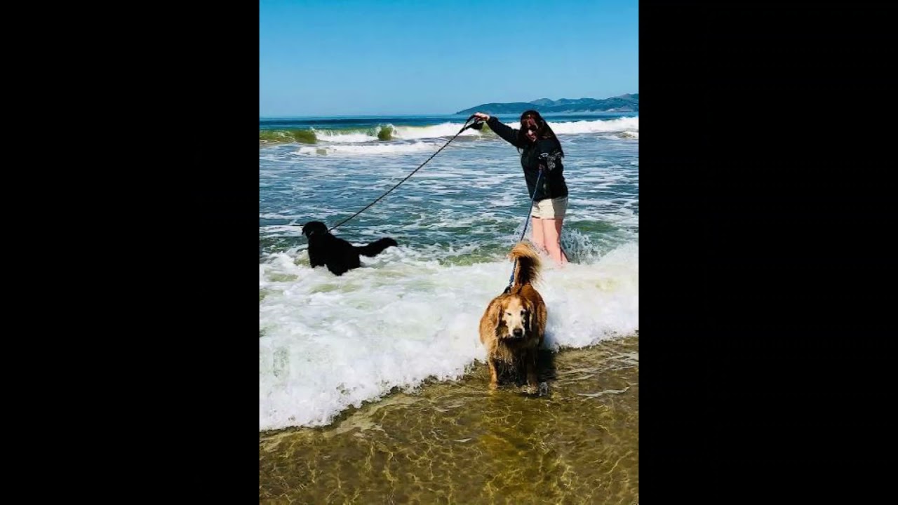 Pismo Beach Dog Walk on the Beach YouTube