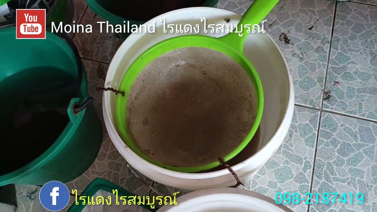 วิธีเก็บไข่ไรแดงของฟาร์มไรสมบูรณ์