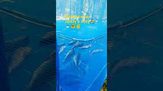 🚣КАК ЗАВЯЛИТЬ РЫБУ  СРАЗУ В ЛЕСУ🐟🐠 #short #рыбалка #кольский