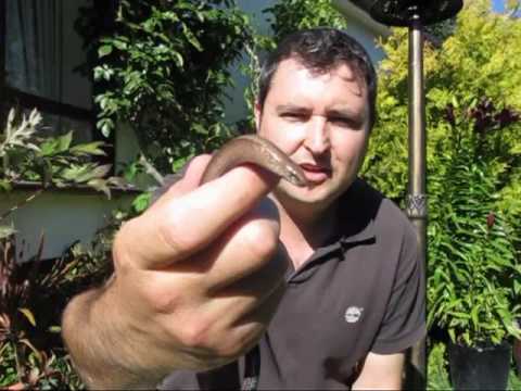 Nature Watch Slow Worms You