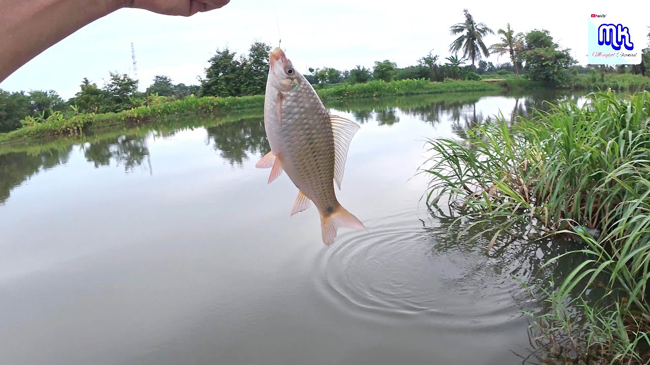 หากับข้าวโคตรง่าย ด้วยเหยื่อกำเดียว จุดเดียว ชั่วโมงเดียวกลับได้