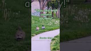 #faithjourney #praisethelord #holybible #nature #godsword #bible #jesussays #commandment