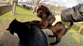 やんちゃな黒猫が気の弱いハチワレ猫をいじめる